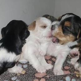 Parti Colored Yorkshire Terriers Available in California City, ca