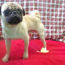 Meet Jayson the Playful Pug - Available Now! in Paterson, nj
