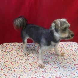 Charming Male Morkie Sean for $535 in Paterson, nj