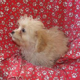 Cavachon Puppy Doby - Sweet and Playful Companion in Paterson, nj