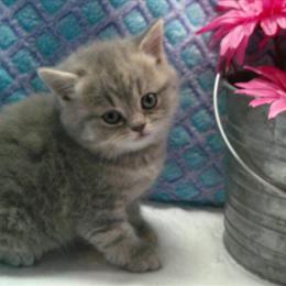 Adorable Blue Tabby Female British Shorthair Kitten for Sale in Englewood, co