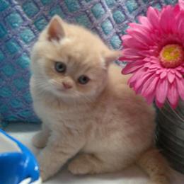 British Shorthair Kittens Available - 2 Left at Lowered Price in Englewood, co