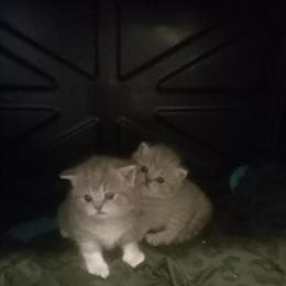 British Shorthair Kittens - 2 Left, Price Reduced! in Englewood, co