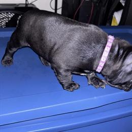 Lovely Dog, Great with Kids and Other Dogs in Seattle, wa