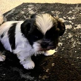 Shih Tzu Puppies in Warren, MI in Warren, mi