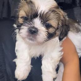 Shih Tzu Puppies Ready for Rehoming in Warren, mi
