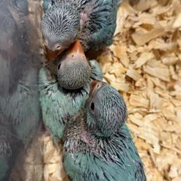 Conure Babies Available for Experienced Hand Feeders in Irmo, sc