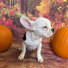 Last French Bulldog Puppy Available in Columbus, oh
