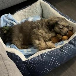 Shih Tzu Puppy Looking for Forever Home in Greenwood, sc
