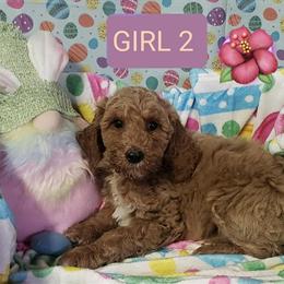Goldendoodle puppies ready for new homes now in Hazel Park, mi