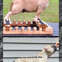 American Bully Male Puppy, 16 Weeks Old, UTD in Gainesville, tx