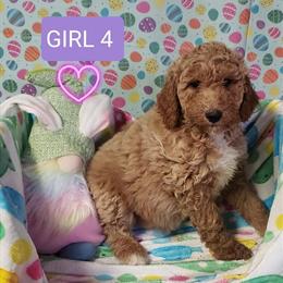 Labradoodle Puppies Available - 4 Gorgeous Girls Ready to Go in Hazel Park, mi