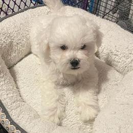 Bichon Frise Puppies Available - 9 Weeks Old with Shots in Baltimore, md