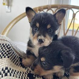 Pembroke Welsh Corgi for adoption in Elizabethtown, ky