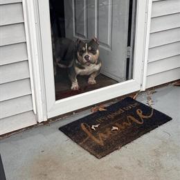 Bully Male Stud Available in Greenwood, sc