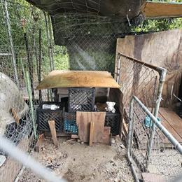 Pitbull Puppies Available in Charlotte, nc