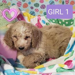 Goldendoodle Puppies Ready for New Homes in Hazel Park, mi