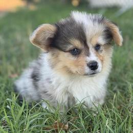 Corgi Puppies for Sale - Fluffies and Smooth Coats Available in Oakdale, ca
