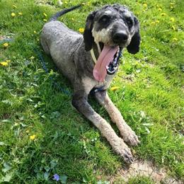 3 Year Old Male Goldendoodle Looking for a New Home in Zanesville, oh