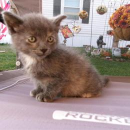 Female Domestic Shorthair Kittens for Adoption in Walbridge, oh