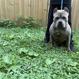 7 Week Old Male American Bully XL Looking for a Home in Columbus, oh