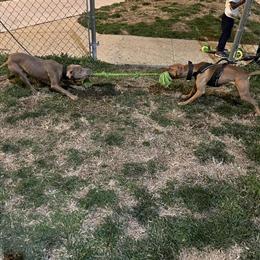 7 Month American Pit Bull Terrier Pup for Sale in Suitland, md