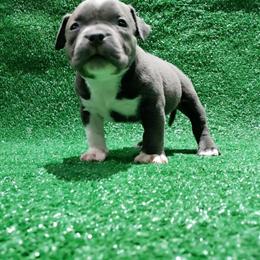 American Bully Puppies, ABKC Registered and Ready for Homes in Upper Marlboro, md
