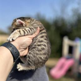 Highland Lynx Kittens Available in Montana in Billings, mt