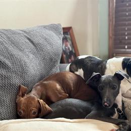 Italian Greyhound Needs a Forever Home in Cincinnati, oh