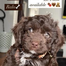 Cavapoo Puppy Looking for a Loving Home in Beachwood, oh