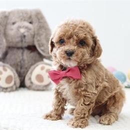 Toy Poodles: 1 Boy and 1 Girl Available in Beachwood, oh