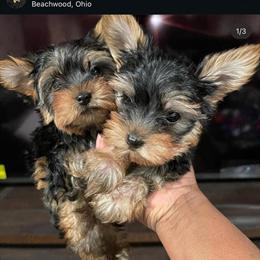 Yorkshire Terrier Puppies Available in Beachwood, oh