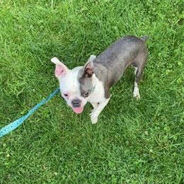 Boston Terrier - Young Adult Male, Blue and White in Adrian, mi