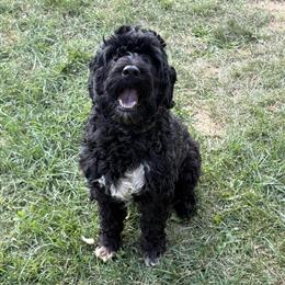 2 Year Old Male Portuguese Water Dog Available in Detroit, mi