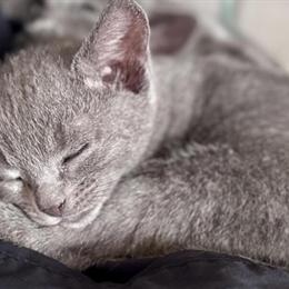 Purebred Russian Blue Kittens Available in Arlington, ma