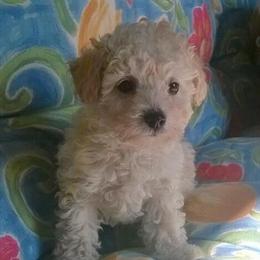 Male Toy Poodle Puppy - 8 Weeks Old, CKC Registered in San Antonio, tx