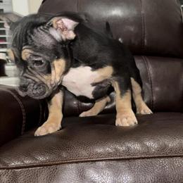 American Bully Pups Available in Johnston, ri