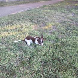 Chihuahua Male - 3 Months Old with Beautiful Markings in Evansville, in