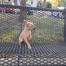 Chihuahua Female, 3 Months Old in Evansville, in