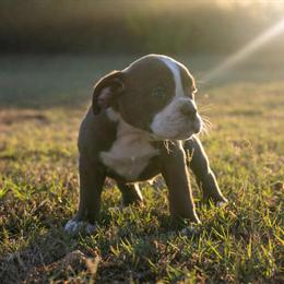 Old English Bulldog Puppies for Sale in Spring, tx