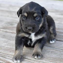 Australian Shepherd Puppies Available in Cub Run, ky