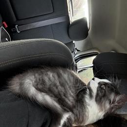 3 Month Old Male British Shorthair Kitten Looking for a Loving Home in Dearborn, mi