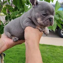 Lilac and Tan Female French Bulldog Puppy for Sale in Monahans, tx