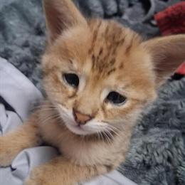 F1 Savanah Kittens Available in Peoria, il