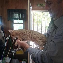 Savannah Kittens Available - 16 Weeks Old in Peoria, il