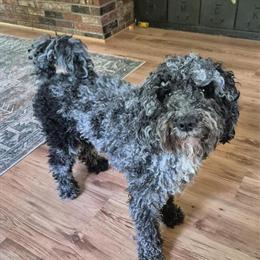 Goldendoodle Female Seeking Stud Service in Easley, sc
