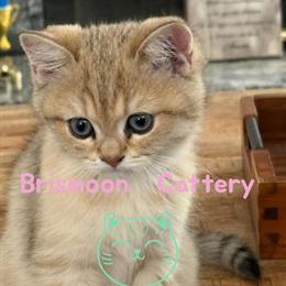 British Shorthair Kitten - 3 Months Old in Colton, ca