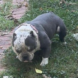 American Bully - Direct IB’s Bape Son, 24 Months Old in Hamlin, wv