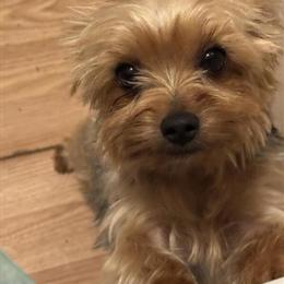 Miniature Chocolate Male Yorkshire Terrier Puppies for Sale in Winston-Salem, nc