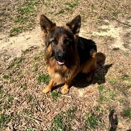 AKC Long Coat German Shepherd Import Stud - World Champion in Winston-Salem, nc